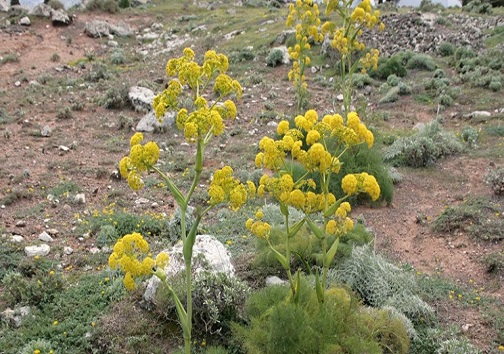 «آنغوزه» گنجی نهفته در دل تفتیده کویر از صادرات فله ای در حلب های روغن تا سودی که نصیب هندی ها می شود