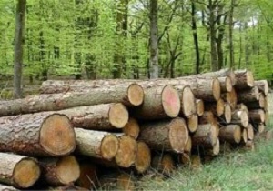 ۵۳ تن چوب آلات جنگلی در خلخال کشف و ضبط شد