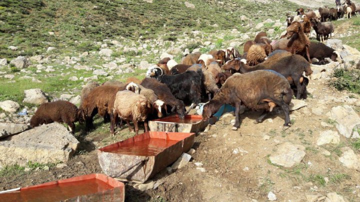 افزایش قیمت نهاده های دامی باعث ضرر و زیان دامدارن کیار شد