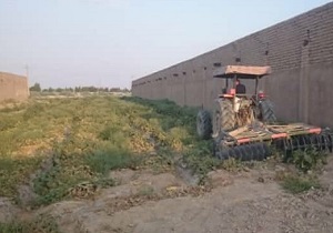 ماجرای صیفی جات فاضلابی قم چه بود؟