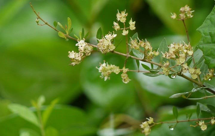 حنای ریگان رنگ باخت