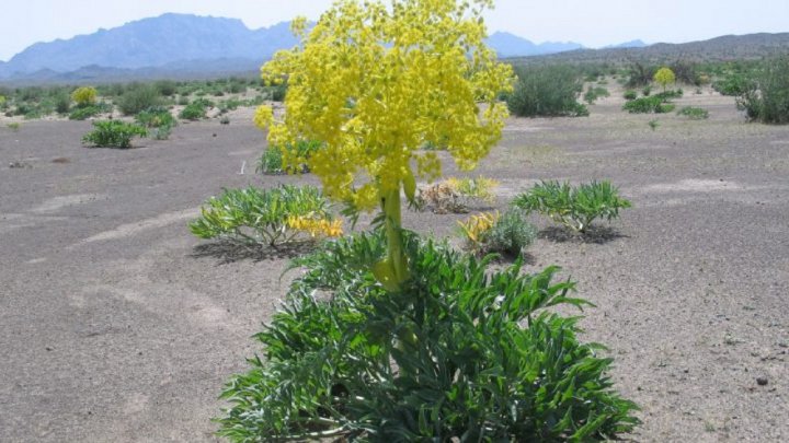 کاشت گیاهان دارویی آنغوزه به مساحت ۲۰۰ هکتار از مراتع شهرستان میامی