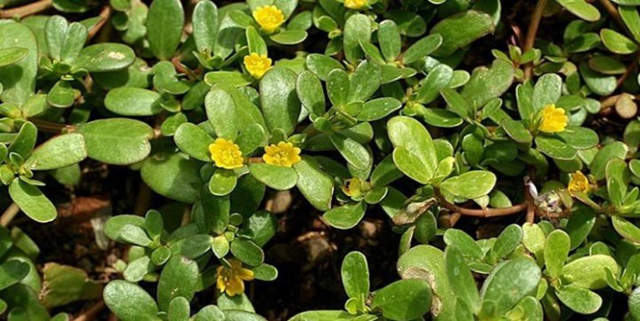 خواص درمانی «خرفه» و ارزش غذایی بی شمار آن