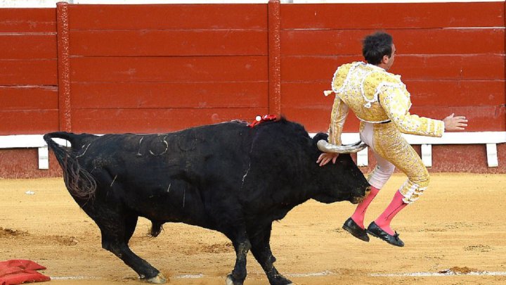 لحظه غافلگیری گاوباز اسپانیایی توسط یک گاو