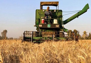 بیش از ۶۲۴ هزار تُن گندم مازاد کشاورزان کردستان خریداری شد