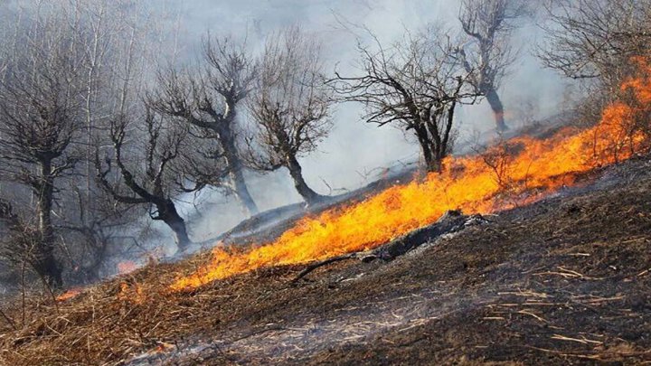 نابودی منابع طبیعی در «اندیکا» تصاویر