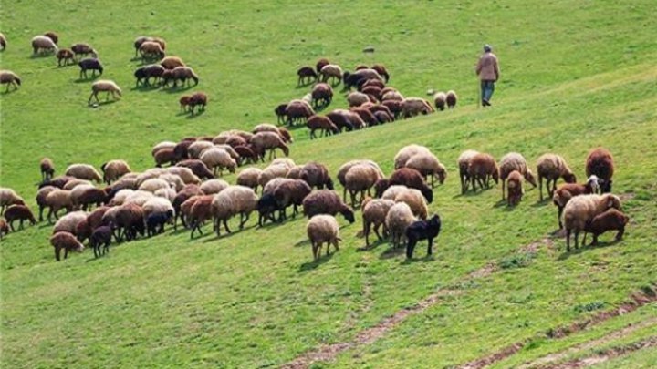 صدور ۱۷ هزار و ۵۰۰ پروانه چرای دام در چهارمحال و بختیاری