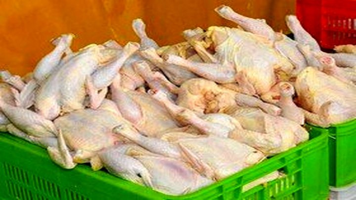 تولیدکنندگان مرغ در زیان هستند