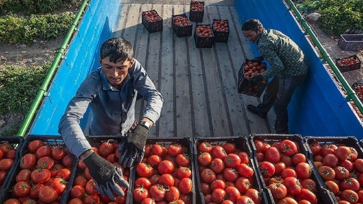 خرید بیش از ۱۳ هزار تن گوجه فرنگی از کشاورزان