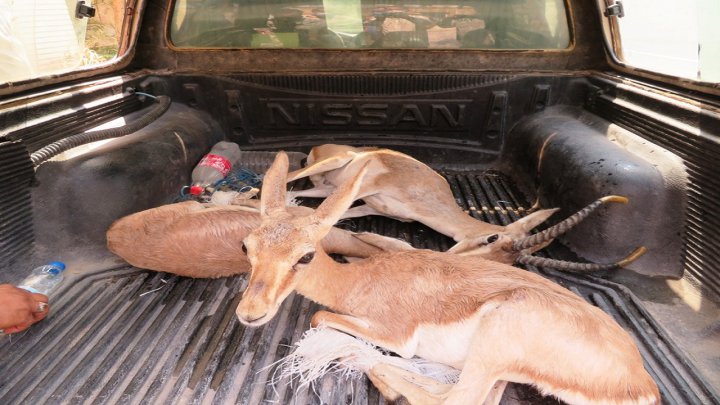 شهروند اهوازی ۳ راس آهو را به اداره کل محیط زیست خوزستان تحویل داد