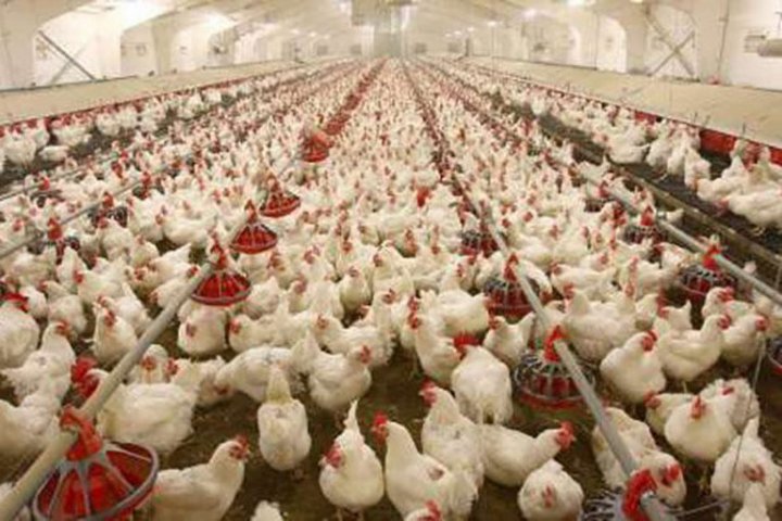 ۷۲۰ واحد مرغداری در آذربایجان شرقی فعال است