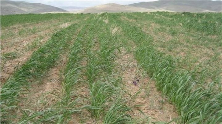 توصیه های جهاد کشاورزی خراسان جنوبی به کشاورزان درباره کاهش دما