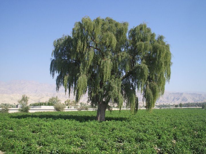 خاموشی درختان کهور ۳۰۰ ساله در ریگان