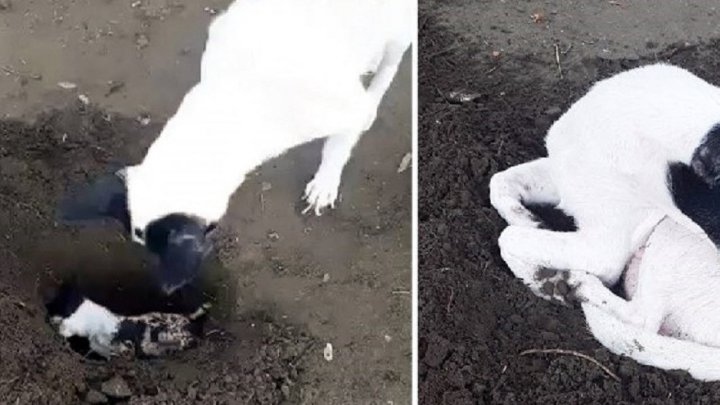 صحنه عجیب دفن کردن توله سگ مُرده توسط مادرش