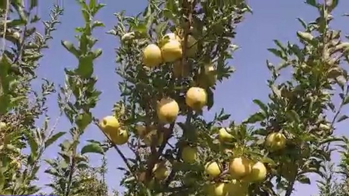 باغ زیبای سیب در روستای تکه نهاوند فیلم