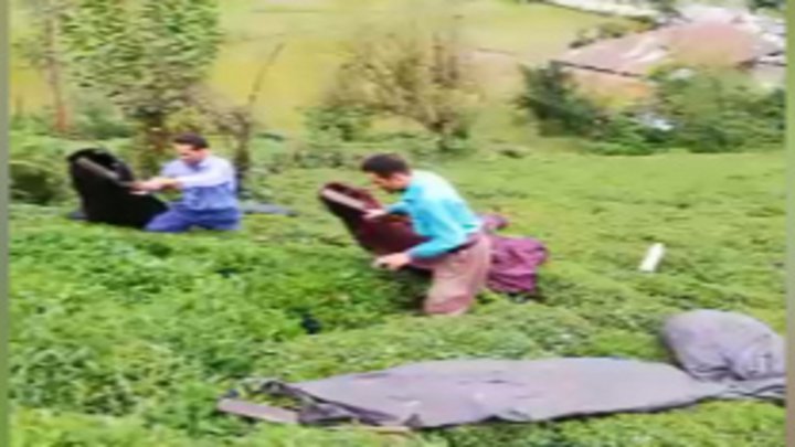 برداشت چای در شهرستان فومن فیلم
