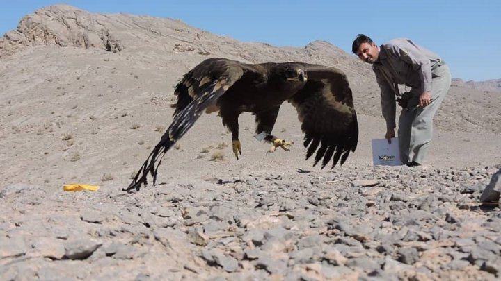 رهاسازی عقاب صحرایی در پارک ملی کلاه قاضی اصفهان