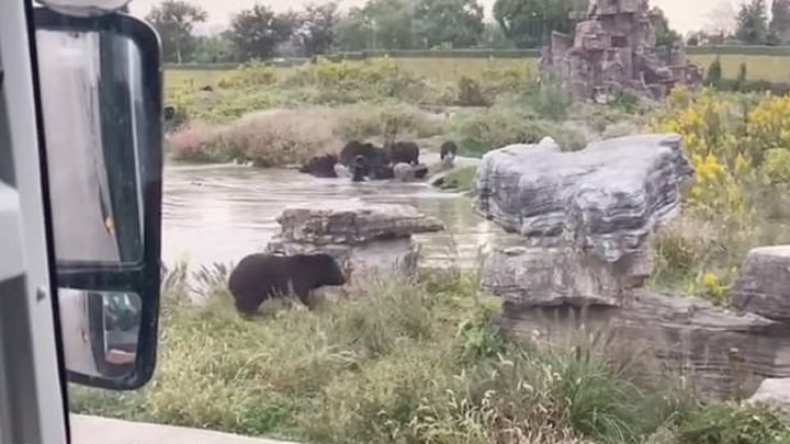 حمله مرگبار گروهی خرس ها به کارگر باغ وحش