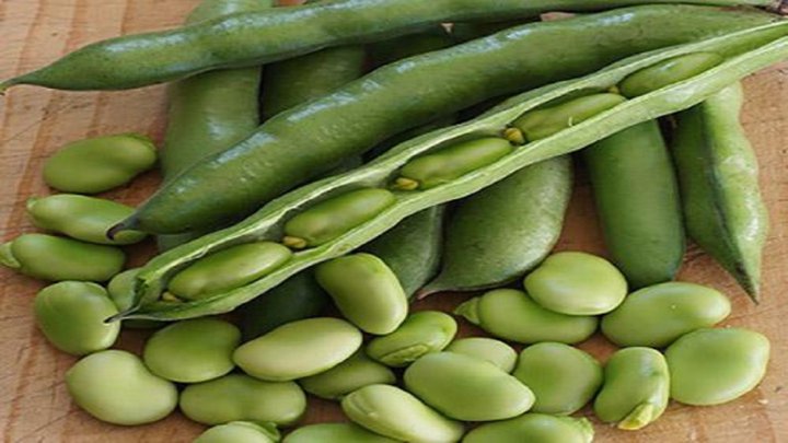 فواید و مضرات محبوب ترین حبوبات ایرانی باقلا برای چه افرادی مناسب نیست؟