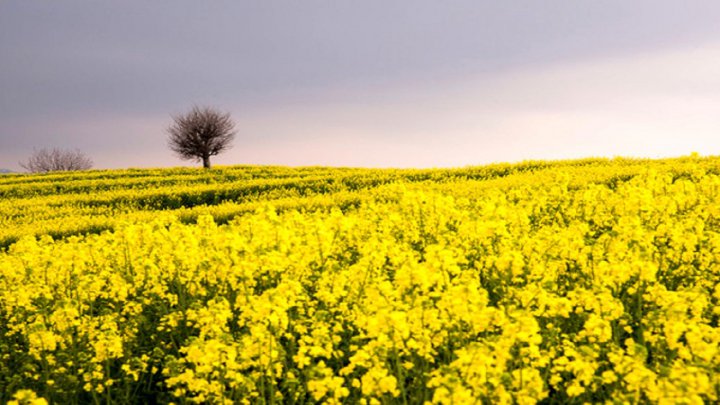 افزایش ۲۵ درصدی سطح زیر کشت کلزا در شهرستان کهگیلویه