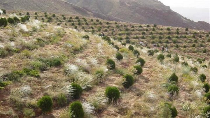 کپه کاری در مراتع جنوب کرمان