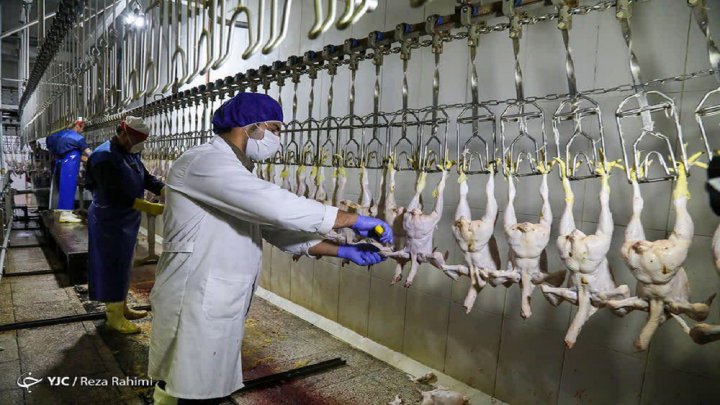 اشتغالزایی برای ۱۰۰ کارگر در انتظار بازگشایی یک کشتارگاه مرغ
