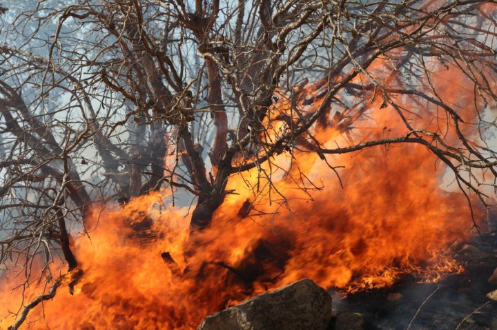 آتش سوزی جنگل های ایران از حد طبیعی گذشته است
