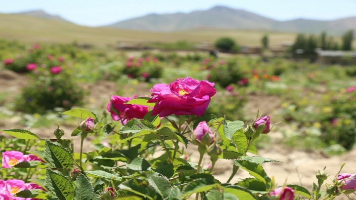 ۴۴۸ هکتار از مزارع گیاهان دارویی قم به کشت گل محمدی اختصاص دارد