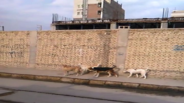 جولان سگ های ولگرد در خیابان های آبادان فیلم