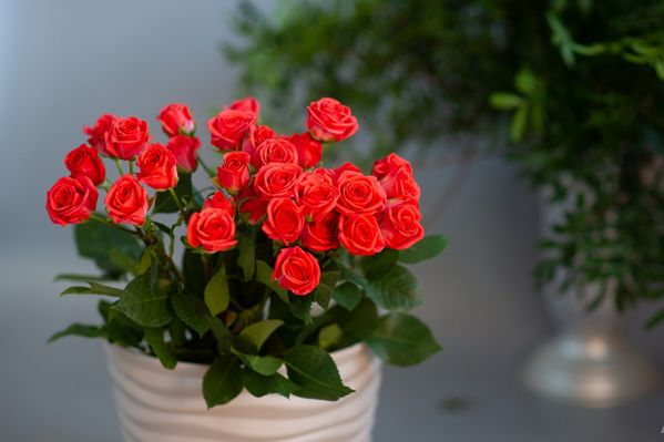 بهترین روش کاشت و نگهداری گل رز در خانه