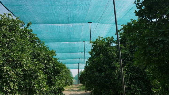 اجرای طرح سایبان باغ ها در مرودشت