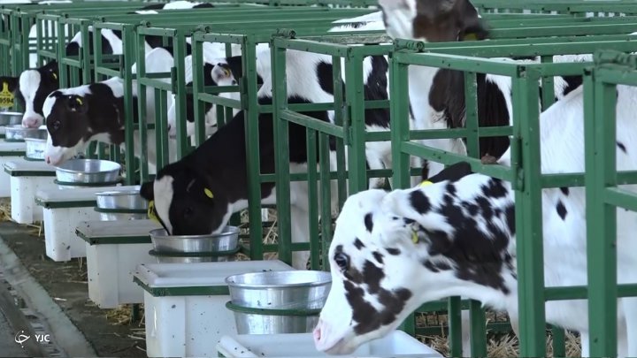 اصلاح نژاد دامی با فناوری های نوین فیلم