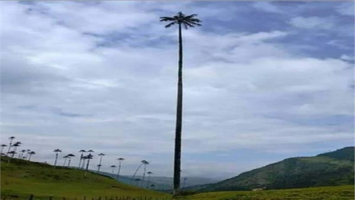 مرتفع ترین درخت های نخل در کدام کشور است؟ تصاویر