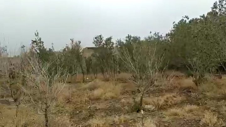 درختان زیتون اردستان در محاصره مثلثی مرگبار ۳ عاملی که طلای سبز اصفهان را تهدید می کند