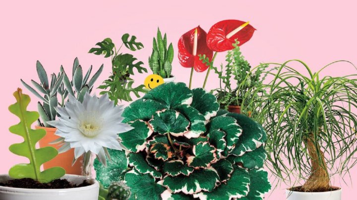 ۱۰ گیاهی که فضای خانه را شاداب می کند تصاویر