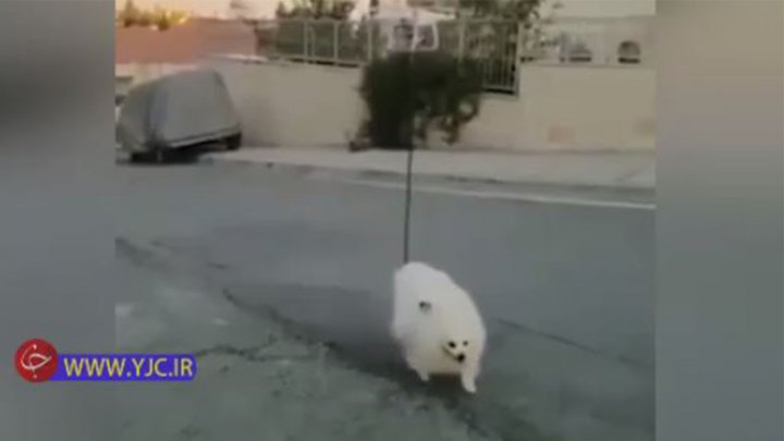 روش عجیب یک فرد برای کنترل از راه دور سگش در خیابان فیلم