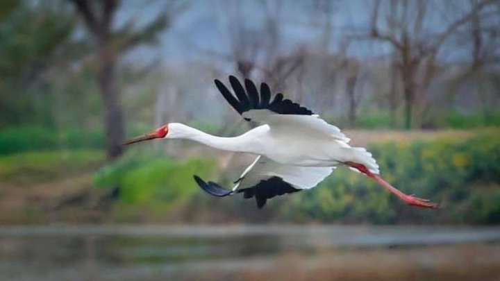 خوش رقصی درنای سیبری در فریدونکنار فیلم