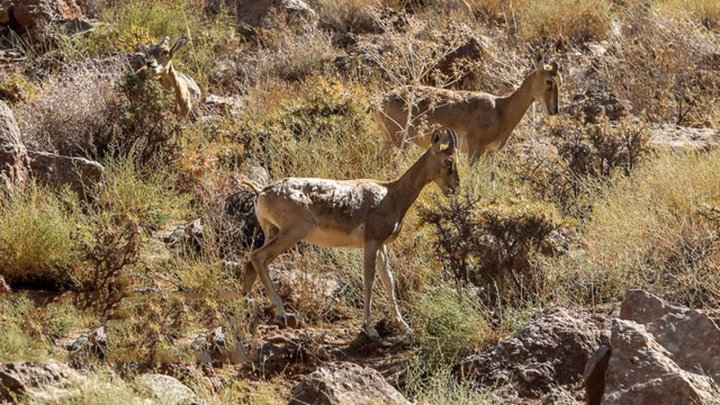 سرشماری حیوانات در بم شکارچی کبک ها در دام ماموران افتاد