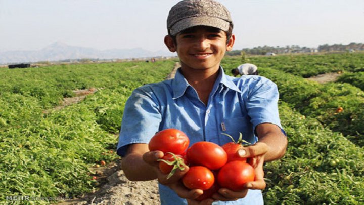 گوجه کاران کردستانی دیگر نگران فروش محصول خود نیستند