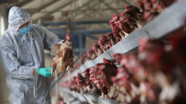 تکذیب شیوع آنفلوانزای حاد پرندگان در مرغداری های صنعتی تهران