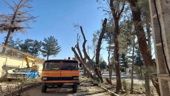 درختان بلوار مطهری زاهدان برای جلوگیری از بروز خطر سبک سازی شده است