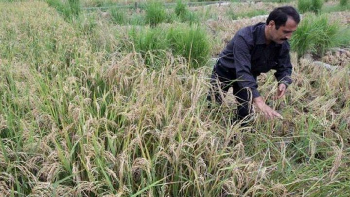 پوشش بیمه ای ۱۲۹ هزار هکتار از اراضی کشاورزی کردستان