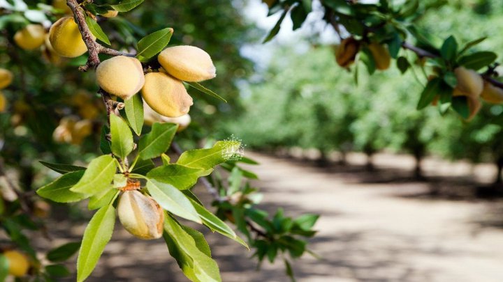 آماده سازی باغ الگویی و تحقیقاتی بادام در زنجان