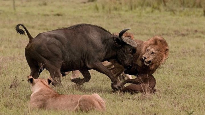تلاش نافرجام بوفالو برای فرار با انداختن فرزندش جلوی شیرها فیلم