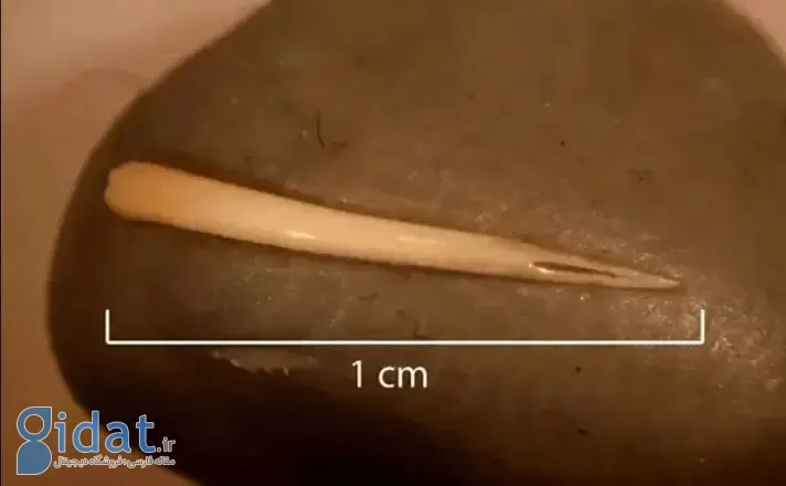 یه نفر یه مار رو کامل خورد!