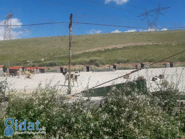 رهاسازی سگ‌های ولگرد شهرهای همجوار در تهران