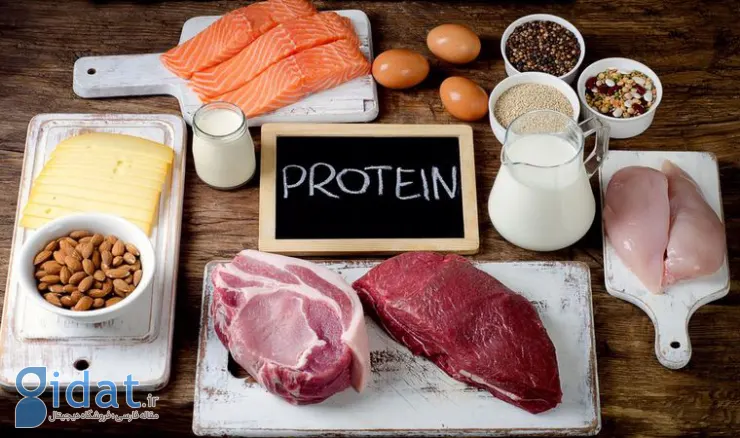 رژیم های غذایی پر پروتئین با روده شما چه می کند؟