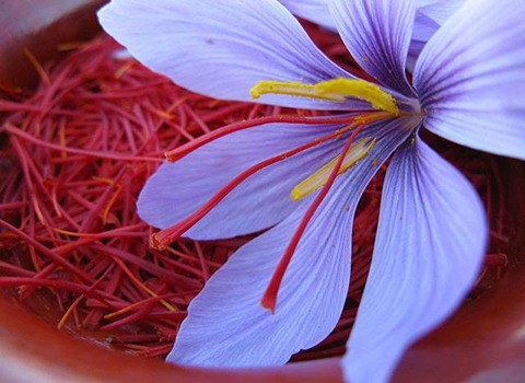 دریافت مشاوره صادرات زعفران با مجموعه آراد برندینگ