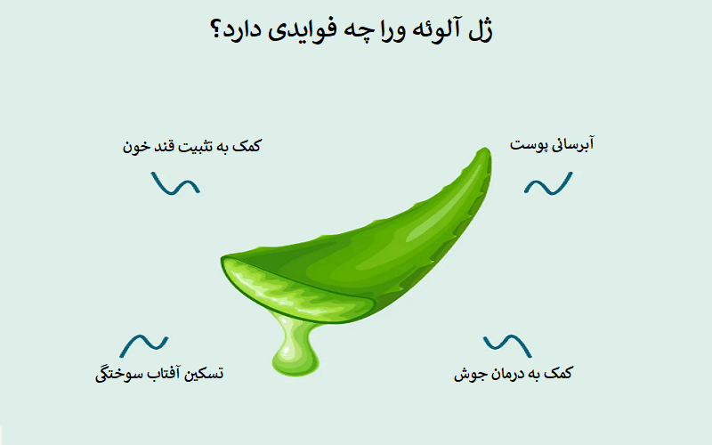 آلوئه ورا چه فواید و چه خطراتی دارد؟