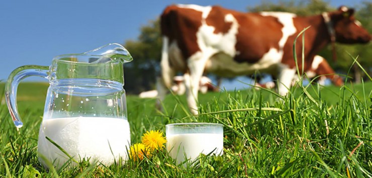 ویروس کرونا از طریق شیر و ماست منتقل می شود؟